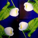 035 Calla - 3-ply